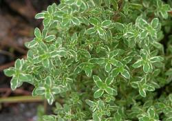 1997 Herb of the Year - Thyme