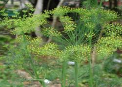 2010 Herb of the Year - Dill