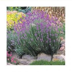 1999 Herb of the Year - Lavender