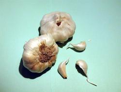 2004 Herb of the Year - Garlic