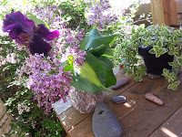 Lilacs on Plant bench