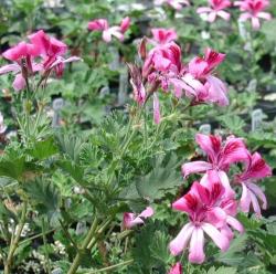 2006 Herb of the Year - Scented Geranium