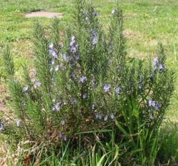 2000 Herb of the Year was Rosemary