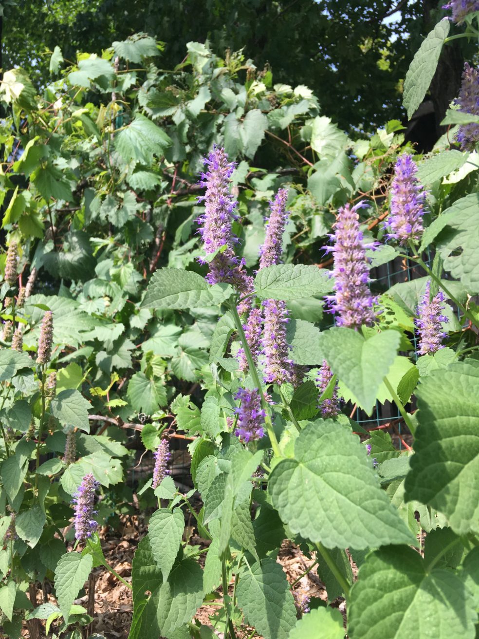 The smart Trick of When To Sow Hyssop Seeds That Nobody is Discussing